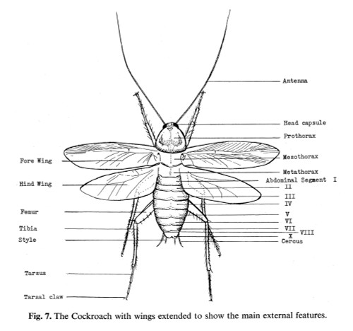 Cockroach. /Nmain External Features Of The Cockroach. Line Engraving. Poster Print by Granger Collection - Item # VARGRC0082462
