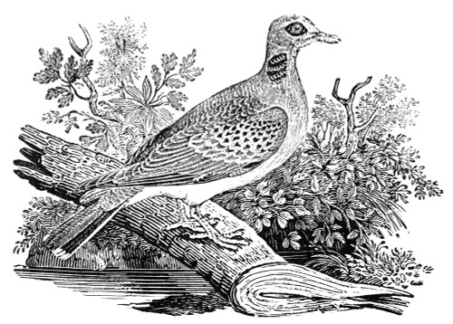 Turtle Dove. /Nwood Engraving, English, Early 19Th Century. Poster Print by Granger Collection - Item # VARGRC0050150