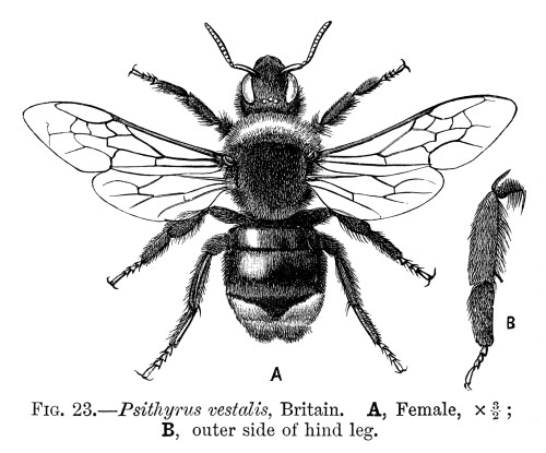 Insects: Bumblebee. /Nfemale Bumblebee (Psithyrus Vestalis). Poster Print by Granger Collection - Item # VARGRC0074317