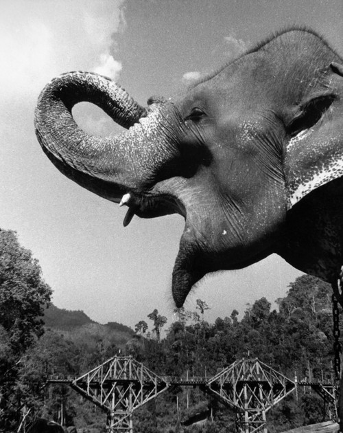 Bridge On The River Kwai. /Nstill From The 1957 Motion Picture 'The Bridge On The River Kwai.' Poster Print by Granger Collection - Item # VARGRC0088789
