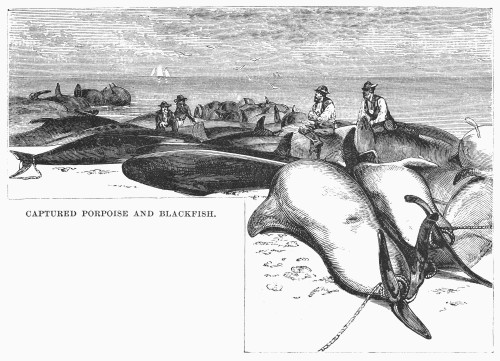 Nantucket: Fishing Haul. /Ncaptured Porpoise And Blackfish At Nantucket, Massachusetts. Line Engraving, 19Th Century. Poster Print by Granger Collection - Item # VARGRC0100572
