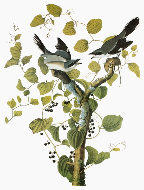 Audubon: Shrike. /Nloggerhead Shrike (Lanius Ludovicianus). Engraving After John James Audubon For His 'Birds Of America,' 1827-38. Poster Print by Granger Collection - Item # VARGRC0351656