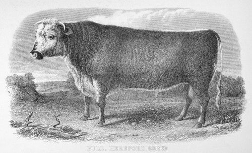 Hereford Bull, C1850. /Nwood Engraving, English, C1850. Poster Print by Granger Collection - Item # VARGRC0092920
