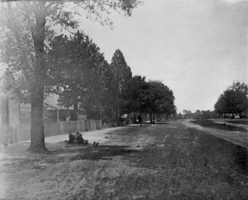 Georgia: Dirt Road, C1899. /Ntree-Lined Dirt Road In Rural Georgia. Photograph, C1899. Poster Print by Granger Collection - Item # VARGRC0122048