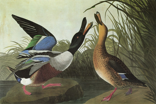 Audubon: Shoveler. /Nnorthern Shoveler (Anas Clypeata). Engraving After John James Audubon For His 'Birds Of America,' 1827-38. Poster Print by Granger Collection - Item # VARGRC0325165