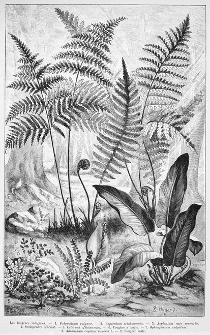 Botany: Ferns. /Nwood Engraving, French, 19Th Century. Poster Print by Granger Collection - Item # VARGRC0076471