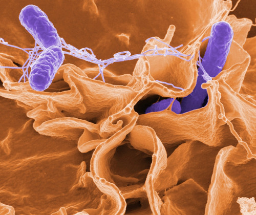 Salmonella typhimurium Bacteria, SEM Poster Print by Science Source