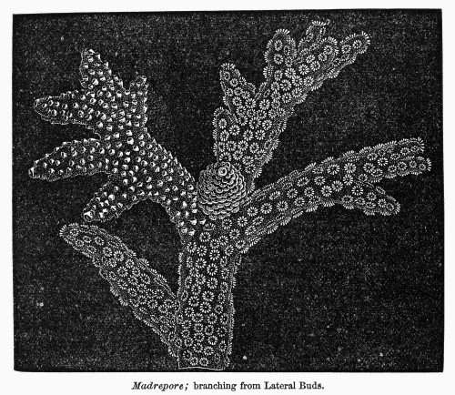 Coral. /Nmadrepore, Branching From Lateral Buds. Line Engraving, 19Th Century. Poster Print by Granger Collection - Item # VARGRC0101919 Coral. /Nmadrepore, Branching From Lateral Buds. Line Engraving, 19Th Century. Poster Print by Granger Collection - Item # VARGRC0101919