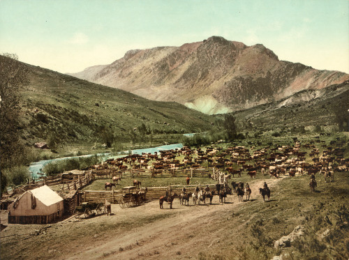 Colorado: Cowboys, C1898. /Ncattle Round Up At Cimarron, Colorado. Photochrome, C1898. Poster Print by Granger Collection - Item # VARGRC0371354