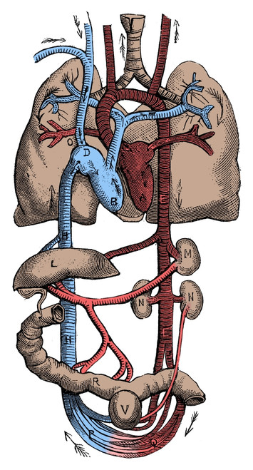 Circulatory System Poster Print by Science Source - Item # VARSCIBQ2825