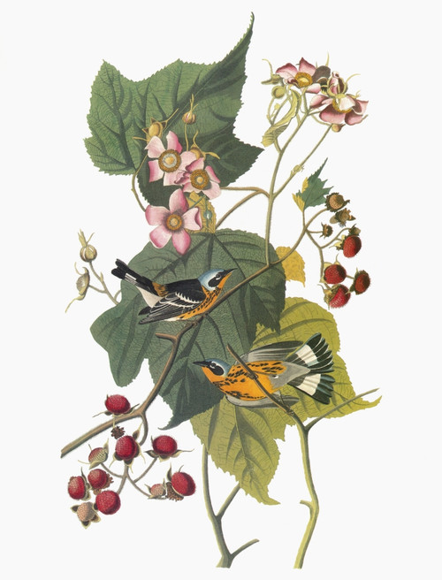 Audubon: Warbler. /Nmagnolia Warbler (Setophaga Magnolia, Formerly Dendroica Maganolia). Engraving After John James Audubon For His 'Birds Of America,' 1827-38. Poster Print by Granger Collection - Item # VARGRC0351665