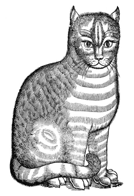 Cat. /Nwoodcut From Edward Topsell'S 'The History Of Four-Footed Beasts,' London, 1607. Poster Print by Granger Collection - Item # VARGRC0027744