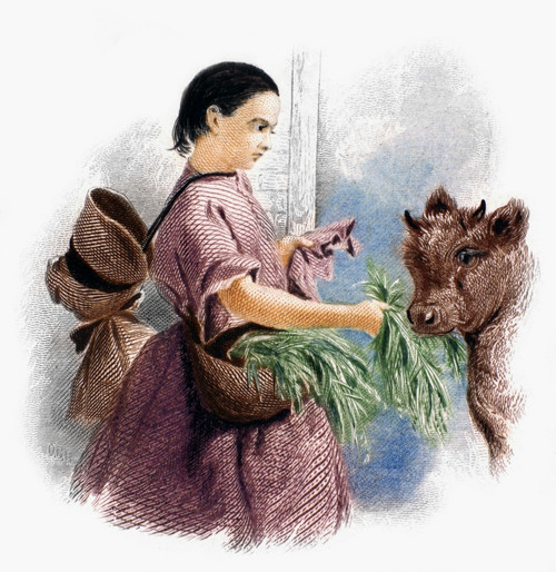 Girl Feeding A Cow. /Nsteel Engraving, 19Th Century. Poster Print by Granger Collection - Item # VARGRC0093447