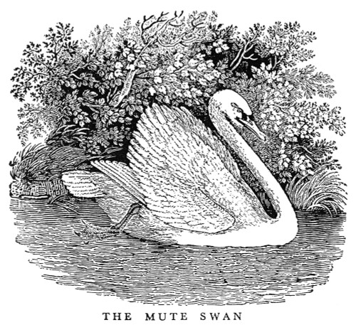 Mute Swan. /Nwood Engraving, 19Th Century. Poster Print by Granger Collection - Item # VARGRC0034387 Mute Swan. /Nwood Engraving, 19Th Century. Poster Print by Granger Collection - Item # VARGRC0034387