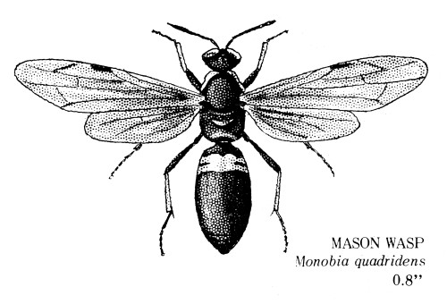 Mason Wasp. /Na Mason Wasp (Monobia Quadridens). Poster Print by Granger Collection - Item # VARGRC0082446