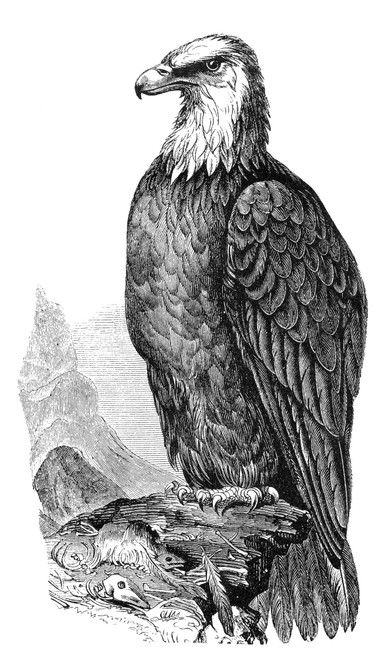 Bald Eagle. /Nline Engraving, 19Th Century. Poster Print by Granger Collection - Item # VARGRC0018332 Bald Eagle. /Nline Engraving, 19Th Century. Poster Print by Granger Collection - Item # VARGRC0018332