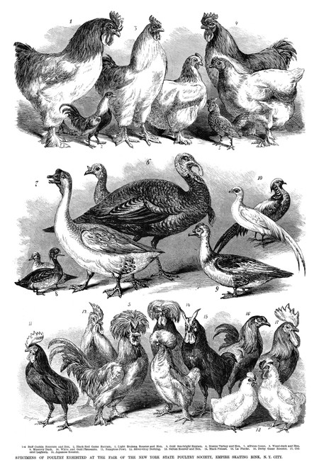 Poultry, 1869. /N'Specimens Of Poultry Exhibited At The Fair Of The New York State Poultry Society, Empire Skating Rink, N.Y. City.' Engraving, 1869. Poster Print by Granger Collection - Item # VARGRC0265681