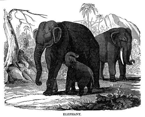 Elephant. /Nwood Engraving, American, 19Th Century. Poster Print by Granger Collection - Item # VARGRC0043414
