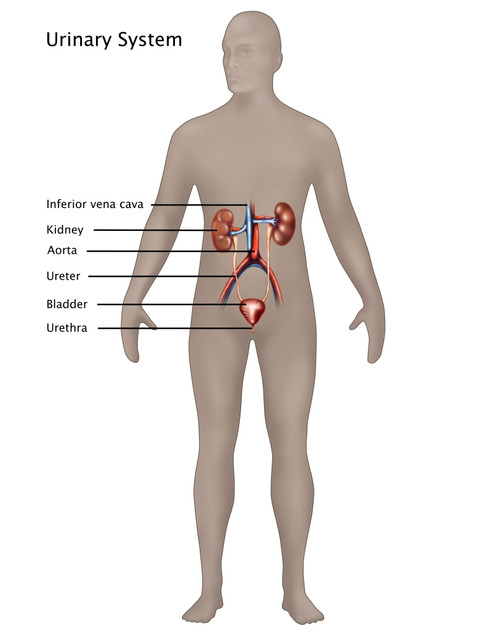 Male Urinary System Poster Print by Gwen Shockey/Science Source - Item # VARSCIJA8025