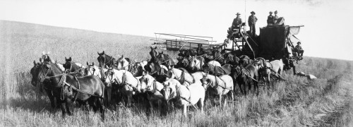 Harvesting, 1903. /Nharvesting In The State Of Washington, 1903. Poster Print by Granger Collection - Item # VARGRC0032282
