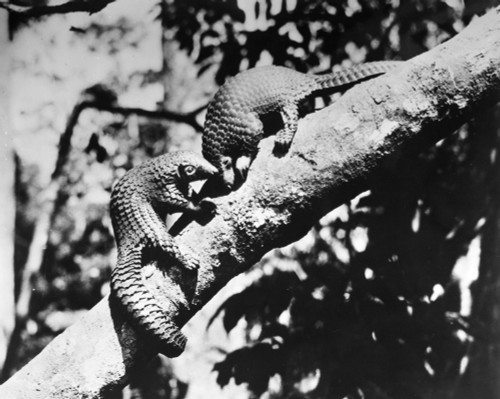 Pangolin. /Nphotographed 20Th Century. Poster Print by Granger Collection - Item # VARGRC0101958