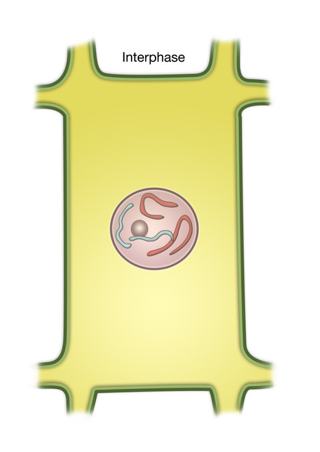 Interphase of Mitosis Poster Print by Spencer Sutton/Science Source - Item # VARSCIBZ8053