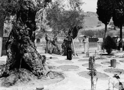 Garden Of Gethsemane. /Nthe Sparce Garden After The Plague Of Locusts Attacked The Folliage, East Jerusalem. Photograph, 1915. Poster Print by Granger Collection - Item # VARGRC0118500