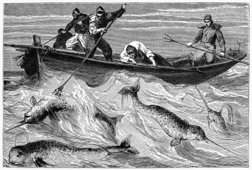 Fishing For Narwhals. /Nline Engraving, 19Th Century. Poster Print by Granger Collection - Item # VARGRC0015645
