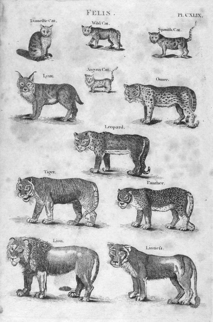 Felines. /Nline Engraving, C1800. Poster Print by Granger Collection - Item # VARGRC0101000 Felines. /Nline Engraving, C1800. Poster Print by Granger Collection - Item # VARGRC0101000