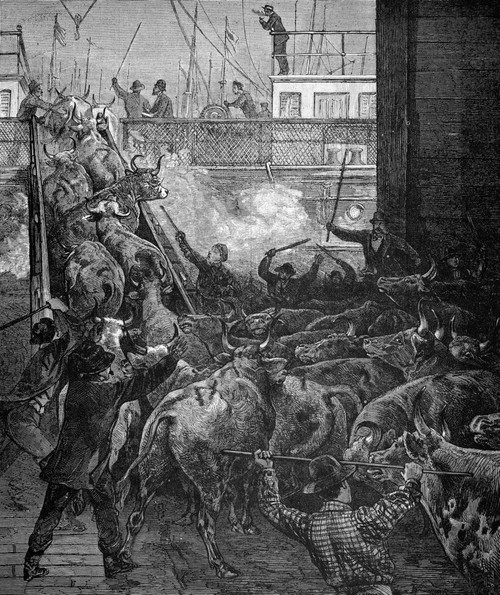 Cattle Trade: U.S.A. /Nshipping Cattle From New York To England. Wood Engraving, Late 19Th Century. Poster Print by Granger Collection - Item # VARGRC0076600
