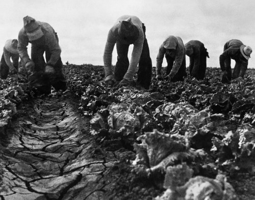Migrant Workers, 1935. /Nfilipino Migrant Workers Cutting Lettuce On A Farm In Salinas, California. Photograph By Dorothea Lange, June 1935. Poster Print by Granger Collection - Item # VARGRC0124002