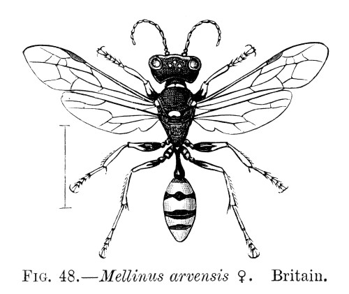 Insects: Wasps. /Nfemale Field Digger Wasp (Mellinus Arvensis). Poster Print by Granger Collection - Item # VARGRC0074320