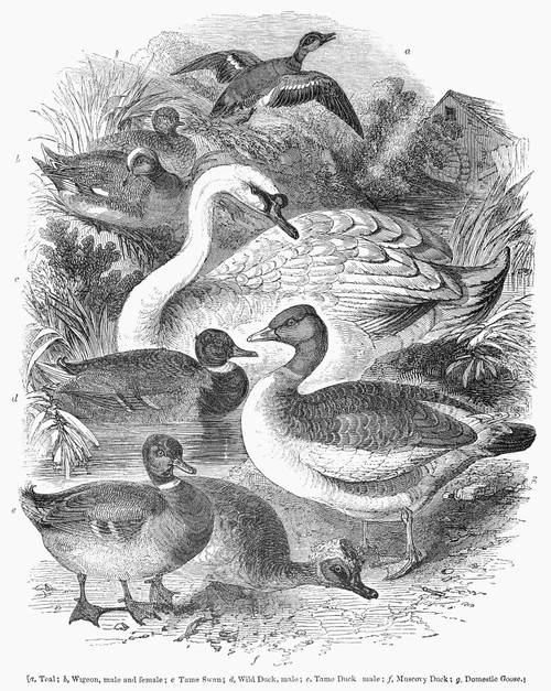 Ducks, Swans & Geese. /Nline Engraving, 1841. Poster Print by Granger Collection - Item # VARGRC0100446