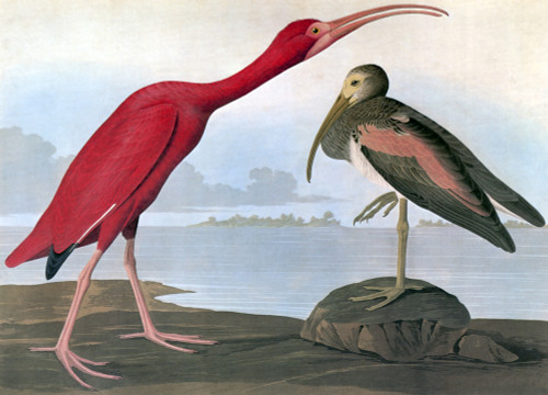 Audubon: Scarlet Ibis. /Nscarlet Ibis (Eudocimus Ruber), After John James Audubon For His 'Birds Of America,' 1827-1838. Poster Print by Granger Collection - Item # VARGRC0068194