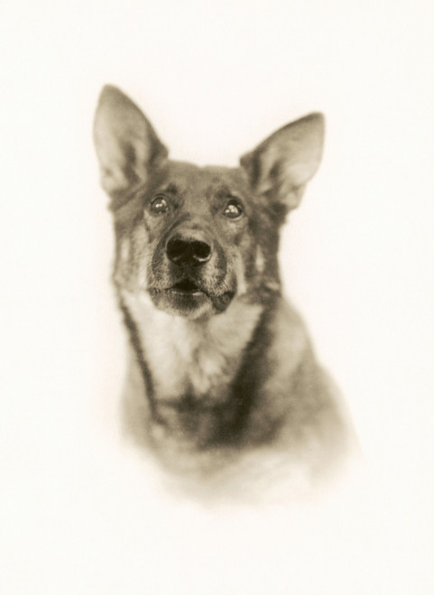 Rin-Tin-Tin (1916-1932). /Namerican Canine Actor. Photographed In 1926. Poster Print by Granger Collection - Item # VARGRC0068219