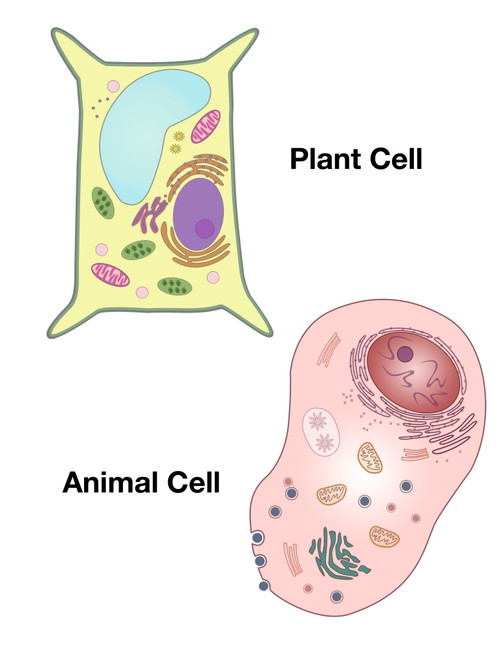 Plant Cell and Animal Cell Poster Print by Spencer Sutton/Science Source - Item # VARSCIBZ8030