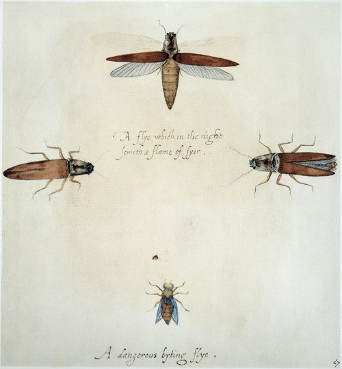 Fireflies & Gadfly, 1585. /Npyrophorus Noctilus: Watercolor, C1585, By John White. Poster Print by Granger Collection - Item # VARGRC0043728