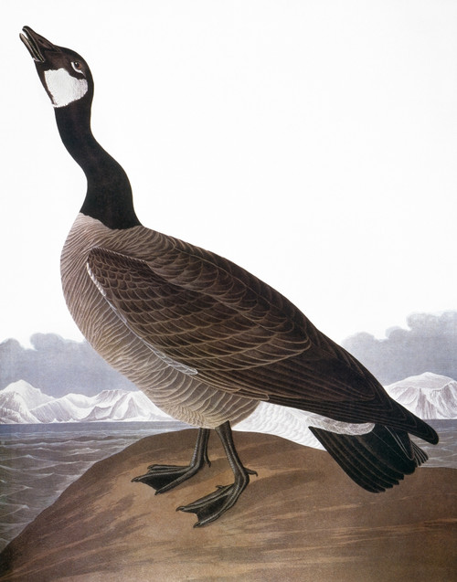 Audubon: Goose. /Ncanada Goose (Hutchin'S Barnacle Goose). Colored Engraving From John James Audubon'S 'The Birds Of America,' 1827-38. Poster Print by Granger Collection - Item # VARGRC0011252