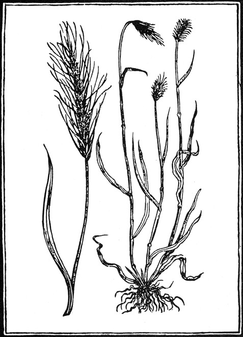 Botany: Rye, 1579. /Nsecale Cereale. Woodcut From Pietro Andrea Mattioli'S 'Commentaires,' Lyon, France, 1579. Poster Print by Granger Collection - Item # VARGRC0076472 Botany: Rye, 1579. /Nsecale Cereale. Woodcut From Pietro Andrea Mattioli'S 'Commentaires,' Lyon, France, 1579. Poster Print by Granger Collection - Item # VARGRC0076472