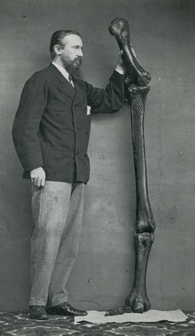 Leg Bones of Australian Dinornis, 1872 Poster Print by Science Source - Item # VARSCIBW7051