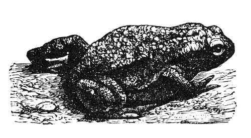 Toad. /Nline Engraving, 19Th Century. Poster Print by Granger Collection - Item # VARGRC0082151