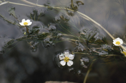 Danube: Plant Life. /Nplant Life Near The Hedwaters Of The Danube River In The Black Forest, Baden-W�rttemberg, Germany. Photographed C1974. Poster Print by Granger Collection - Item # VARGRC0166966
