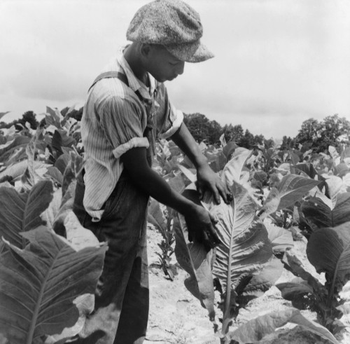 Sharecropper, 1939. /Nthe Son Of An African American Sharecropper At Work In A Tobacco Field In Wake County, North Carolina. Photograph By Dorothea Lange, July 1939. Poster Print by Granger Collection - Item # VARGRC0123764