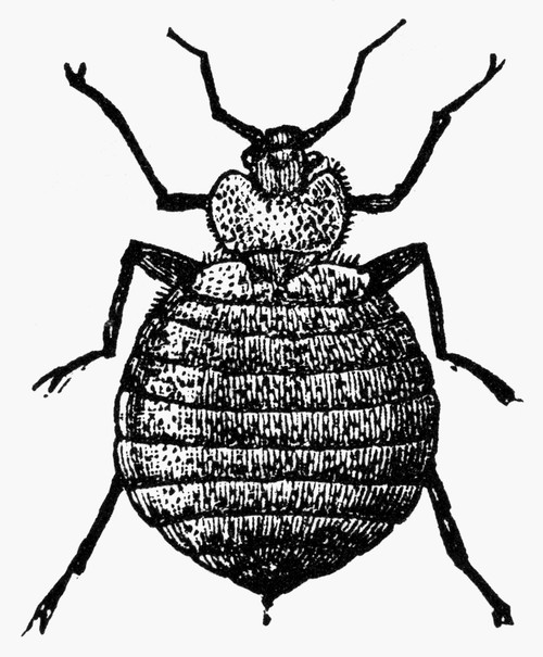 Bedbug. /Nthe Bedbug (Cimex Lectularius). Wood Engraving, C1900. Poster Print by Granger Collection - Item # VARGRC0089063