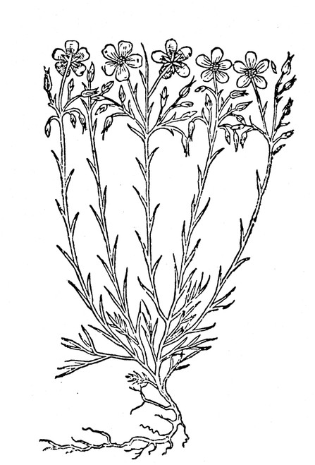 Flax, 1597. /Nwoodcut, From John Gerard'S Herball. Poster Print by Granger Collection - Item # VARGRC0081952