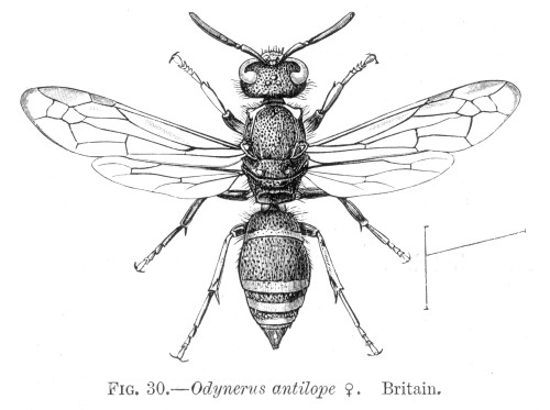 Wasp. /Nwasp (Odynerus Antilope). Poster Print by Granger Collection - Item # VARGRC0066886