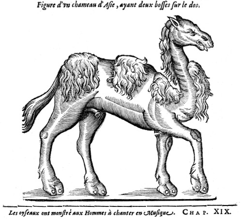 Camel. /Nwoodcut, French, 16Th Century. Poster Print by Granger Collection - Item # VARGRC0082375