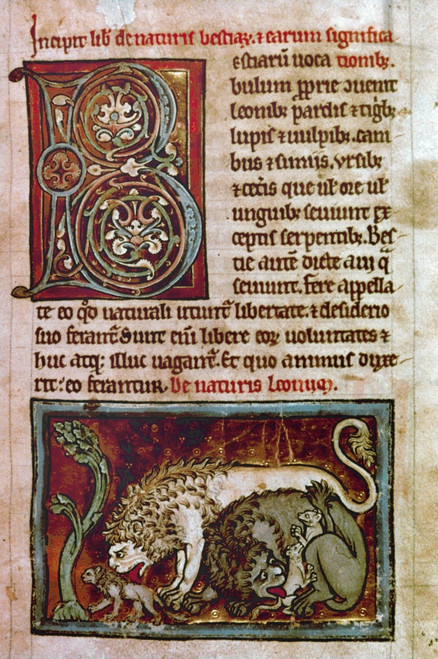 Bestiary: Lion. /Nmanuscript Illumination Of An Initial B And A Lion From A 12Th Century English Latin Bestiary. Poster Print by Granger Collection - Item # VARGRC0019344
