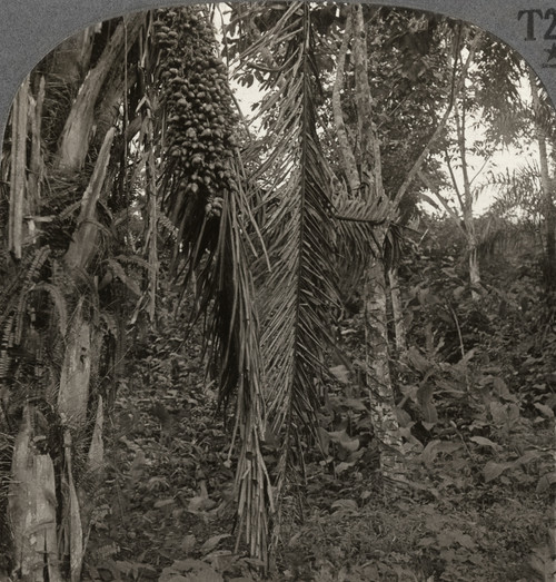 Panama: Rubber Tree, C1910. /N'Rubber Tree, Showing Scars From Cutting, And Other Tropical Vegetation, Panama.' Stereograph, C1910. Poster Print by Granger Collection - Item # VARGRC0324924