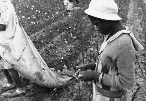 Cotton Picker, 1935. /Na Young African American Migrant Worker Picking Cotton, Pulaski County, Arkansas. Photograph By Ben Shahn On October 1935. Poster Print by Granger Collection - Item # VARGRC0119016